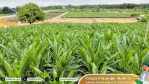 Tantangan dan Peluang