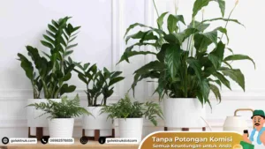 Jasa Angkut Tanaman Hias & Bibit