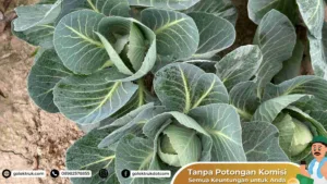 Keunggulan Menggunakan Jasa Angkut Tanaman Hias & Bibit Profesional