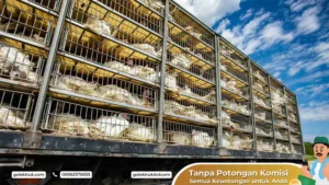 Jasa Angkut Hewan Ternak