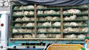 Estimasi Harga Jasa Angkut Hewan Ternak