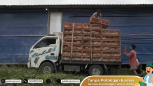 Keunggulan Menggunakan Jasa Angkut Hewan Ternak Profesional