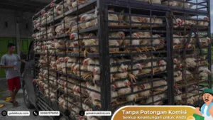 Tips Memilih Jasa Angkut Hewan Ternak di Platform GolekTruk