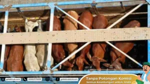 Mengapa GolekTruk Cocok untuk Jasa Angkut Hewan Ternak?